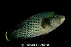 A Napolean Wrasse poses for photo in the Red Sea. by David Gilchrist 